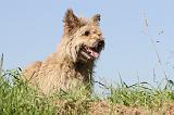 BOUVIER DES ARDENNES 064